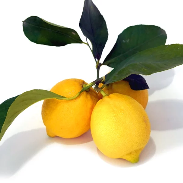 limone siciliano intero